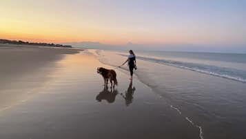 Playa en los alrededores y camastros