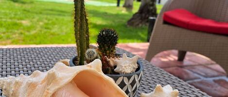 A table with a shell, a cactus, and a bowl of other plants.