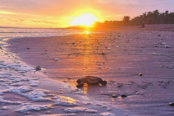 Strand