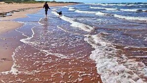 A beach scene with a person and a dog walking along the shoreline. - Bright & Airy Beach House – Bay Views, Wraparound Deck & Room to Unwind (Kensington)
