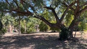 A park with a large tree, a dirt path, and various other trees.