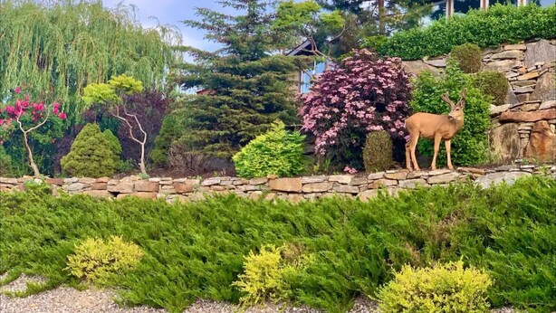 Ein angelegter Garten mit verschiedenen Bäumen, Sträuchern und einer Statue eines Rehs.