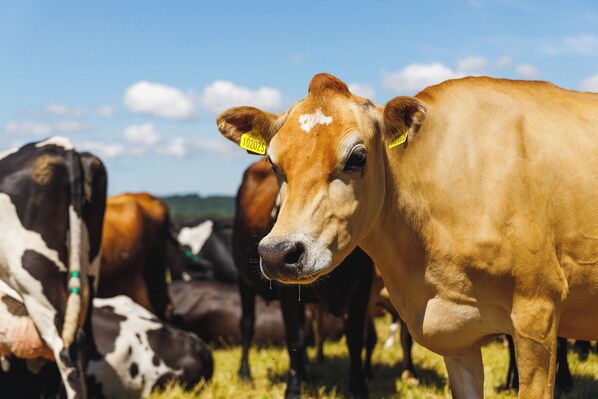 A close-up of a cow with a yellow ear tag, standing in a field with other cows.