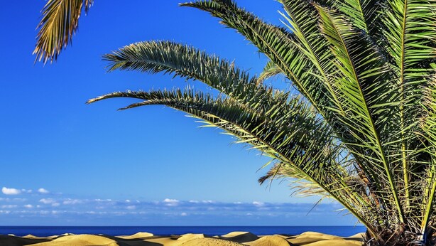 Una palmera y dunas de arena bajo un cielo azul despejado.