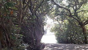 A pathway surrounded by dense foliage and trees. - House in the green between sea and countryside (San Vero Milis)
