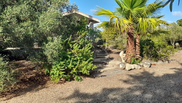 A gravel pathway leading to a stone staircase surrounded by dense greenery and a palm tree. - House in the green between sea and countryside (San Vero Milis)