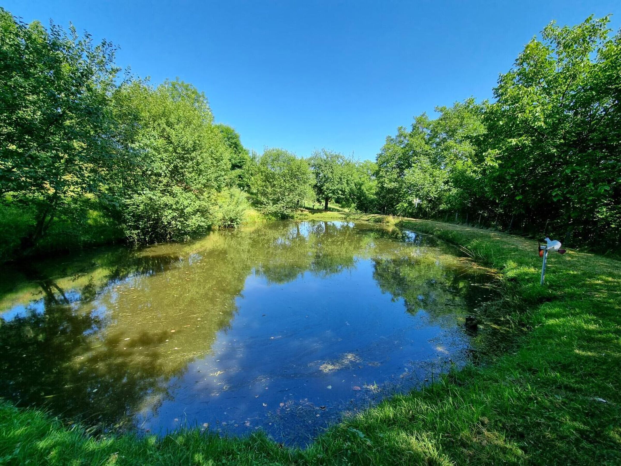 A serene pond surrounded by lush greenery and trees.