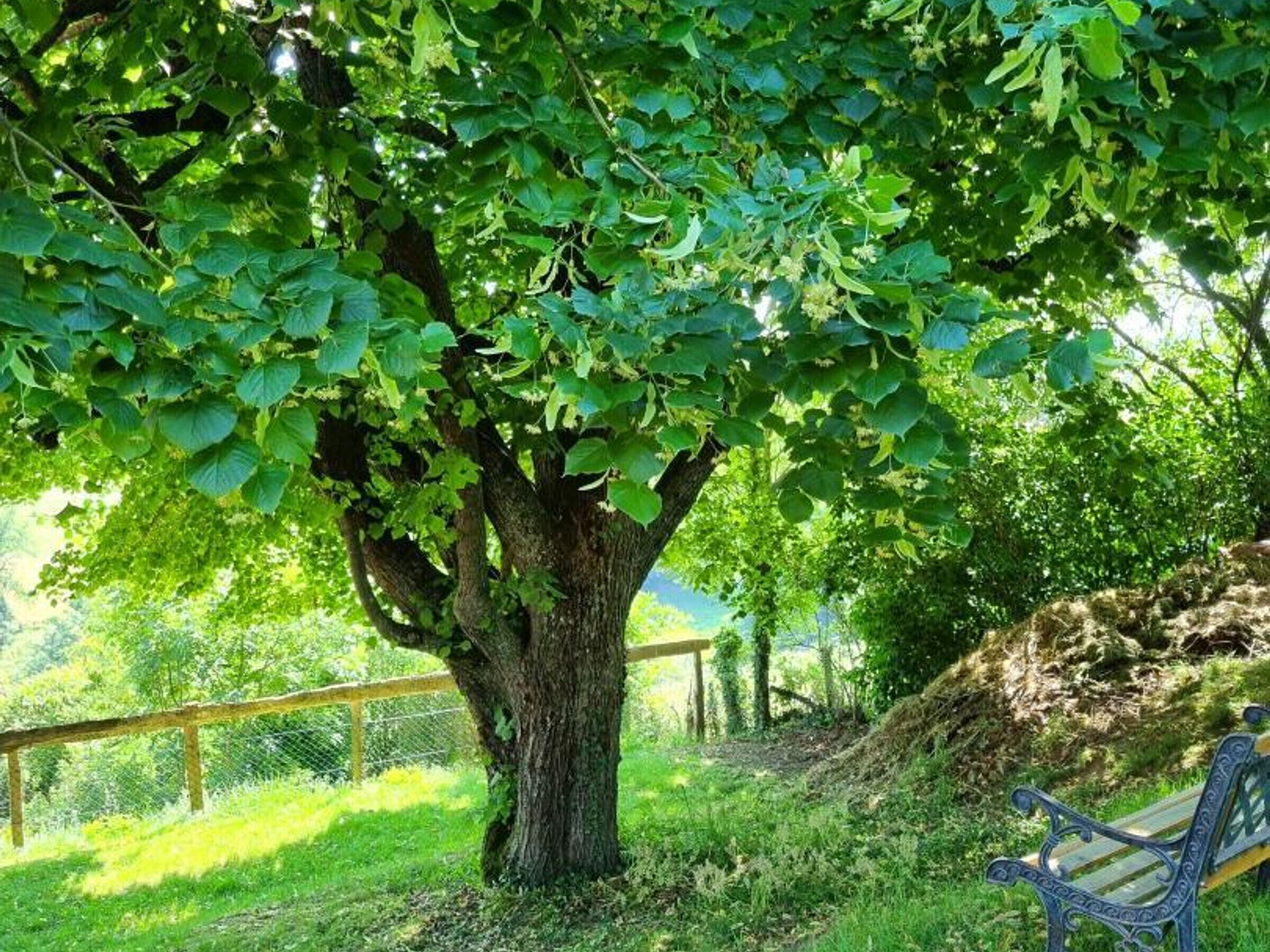 Un arbre avec un banc à son pied.