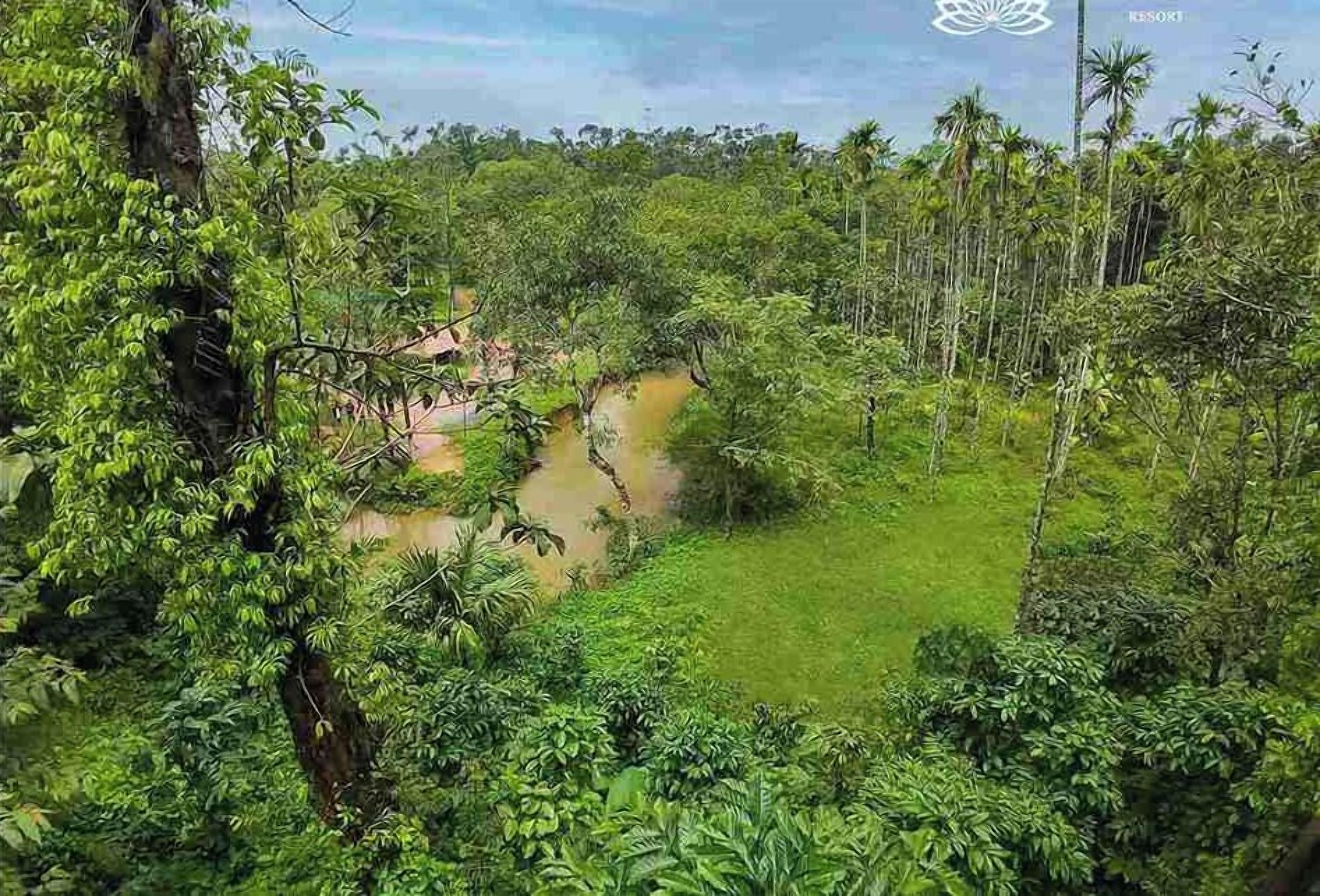 Un paisaje exuberante y verde con un río, vegetación densa y un cielo despejado.