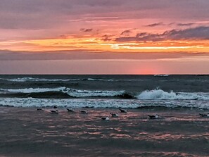 Una playa con olas y aves.