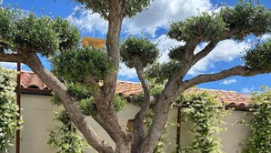 A tree with a thick trunk and multiple branches, surrounded by a wooden planter filled with various plants and flowers. - Magnificent contemporary & design villa (Saussan)
