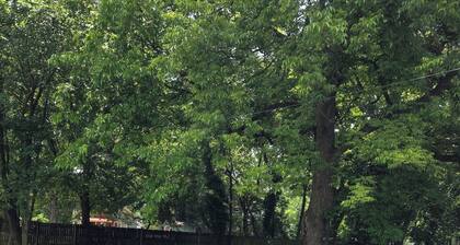 Uptown Charlotte! Hi-speed wifi and pet friendly!