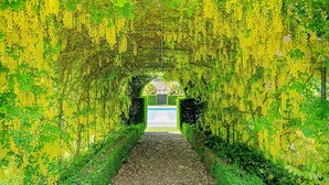 A pathway leading through a garden with yellow flowering trees, a pool, and a building in the background.