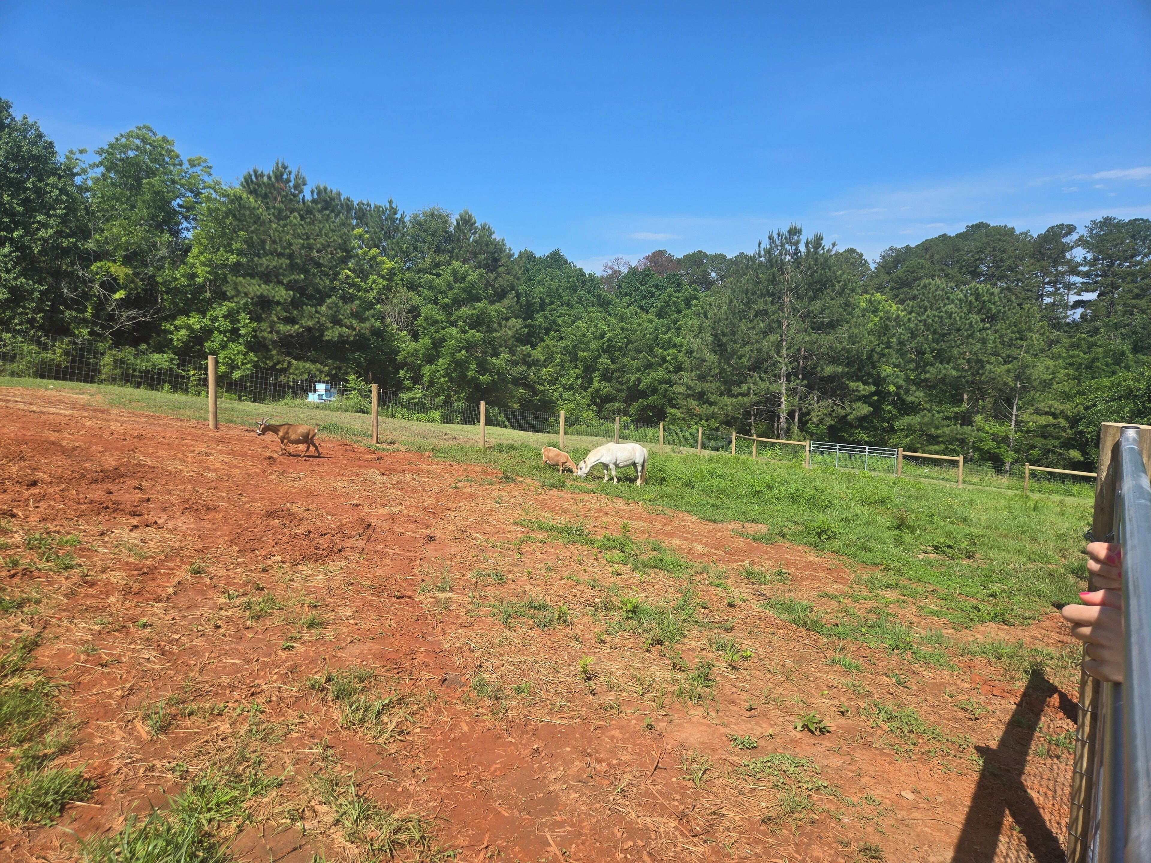 A fenced outdoor area with a dirt ground and green grass, surrounded by trees.