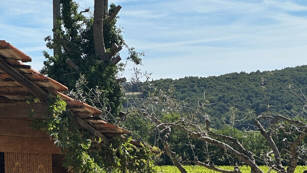 A rustic wooden building with a thatched roof, wicker chairs, a small pool, and a grassy lawn with a view of a hill. - Country house with a pool, 3 minutes from Vaison-la-Romaine. (VAISON LA ROMAINE)