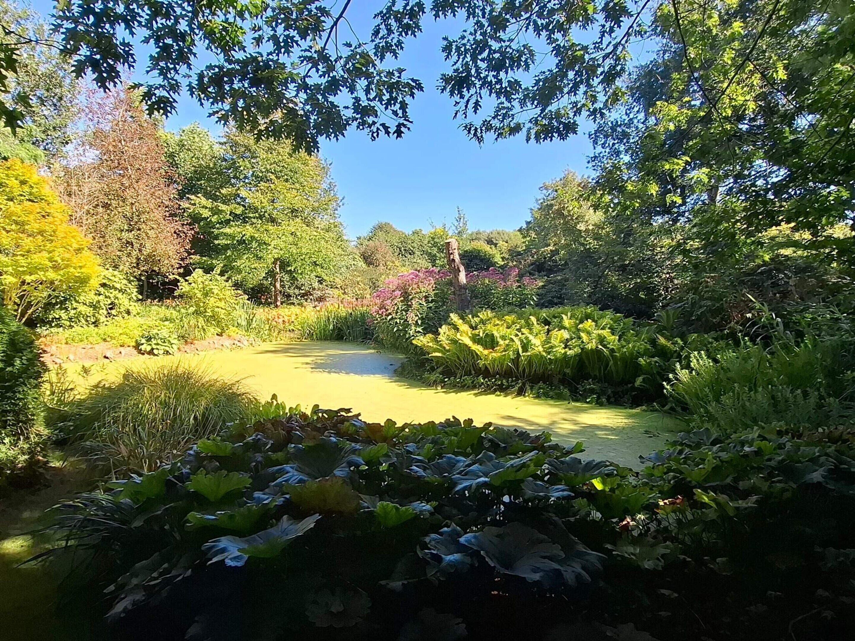Um jardim com lago, diversas plantas e árvores.