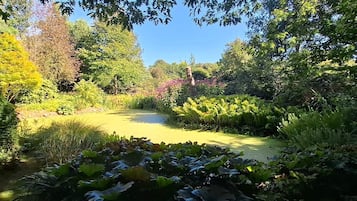 Um jardim com lago, diversas plantas e árvores.