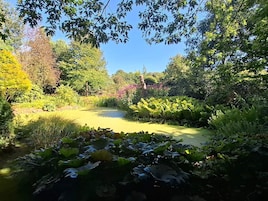 A garden with a pond, various plants, and trees.