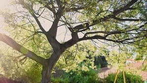 Un patio trasero con un árbol, un tobogán rojo, un aro de baloncesto y sillas verdes.