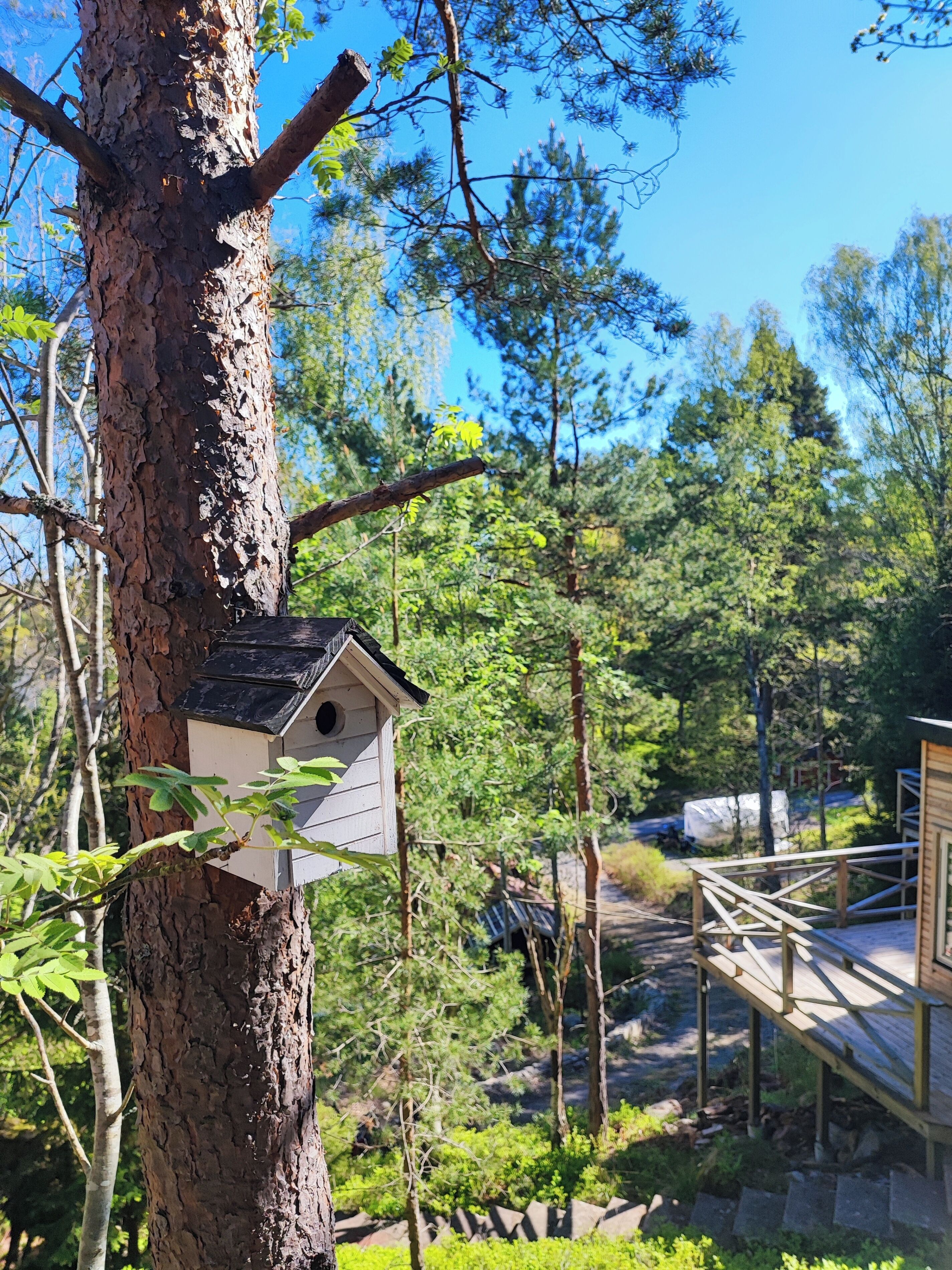 Een vogelhuisje bevestigd aan een boom in een bebost gebied, met een houten terras en een stenen muur op de achtergrond.