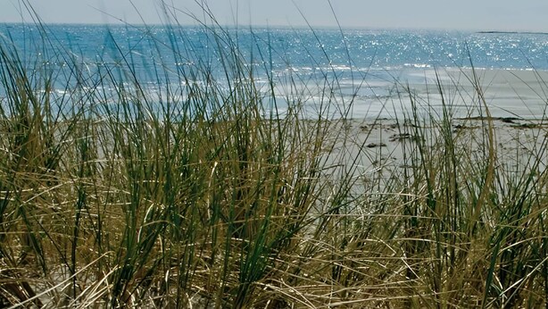 En strand med högt gräs i förgrunden och en klar utsikt över havet i bakgrunden.