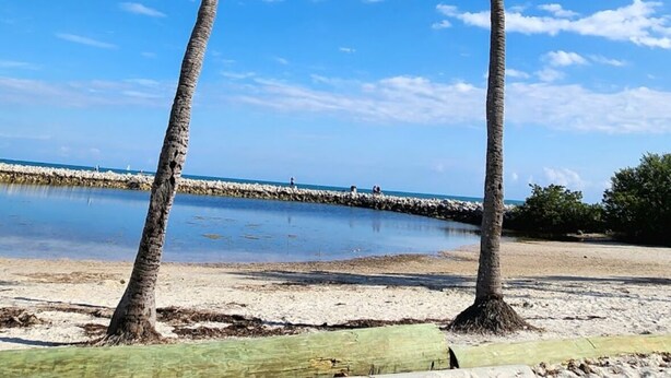 Dos palmeras en una playa con cielo azul despejado y mar tranquilo.