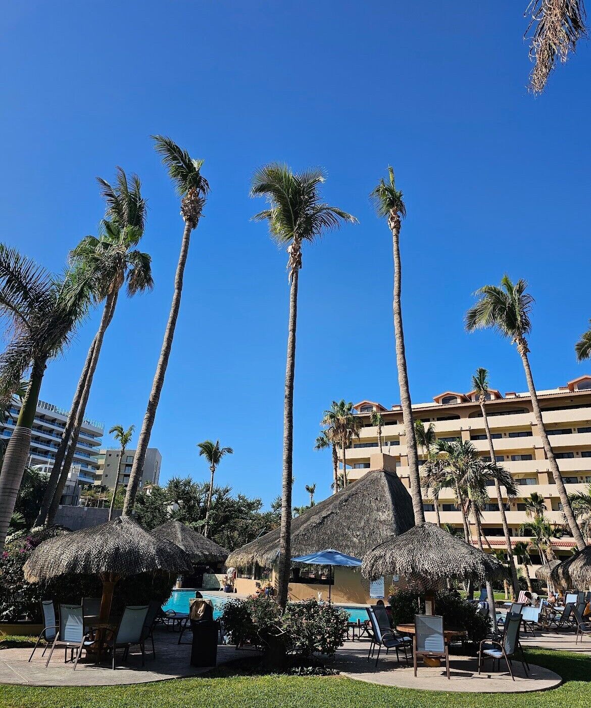 A resort with palm trees, thatched-roof structures, and a pool area.