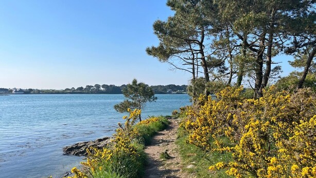 A coastal path with yellow flowers and trees, leading to a body of water.
