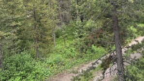 Un área boscosa con un sendero de tierra, árboles verdes y frondosos, y una montaña al fondo.