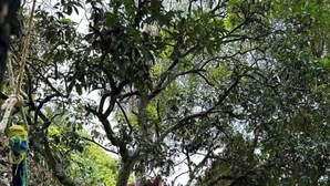 A hammock tied to a tree in a grassy area with a house in the background. - Bungalow hostel Iguazù (Puerto Iguazú)