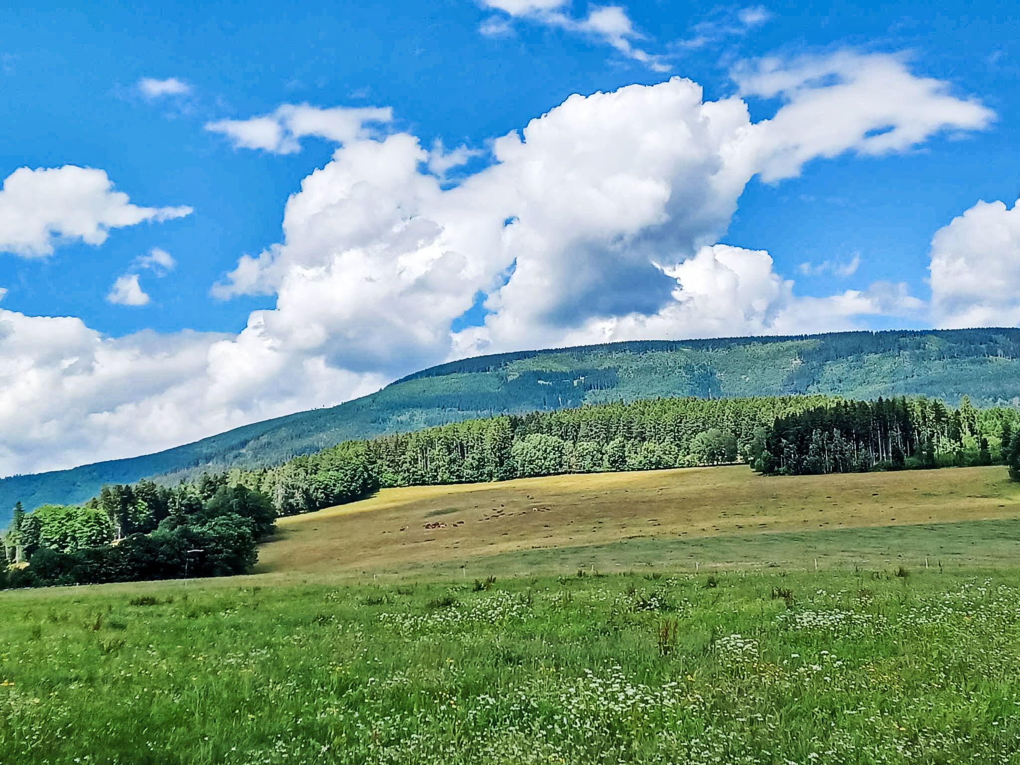 A wide-open field with a forested hill in the background under a clear blue sky.