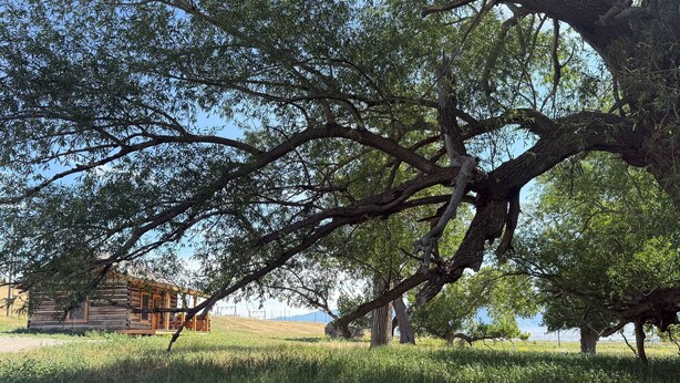 A rustic log cabin with a large tree in front.