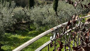 Un giardino con una panchina di legno e un corrimano in metallo che si affaccia su una valle con alberi e colline.