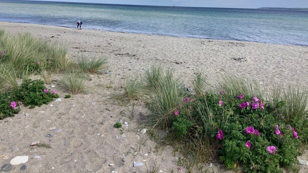 A beach with clear water, a person walking, and some vegetation.