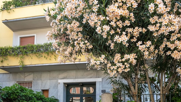 Detalle exterior