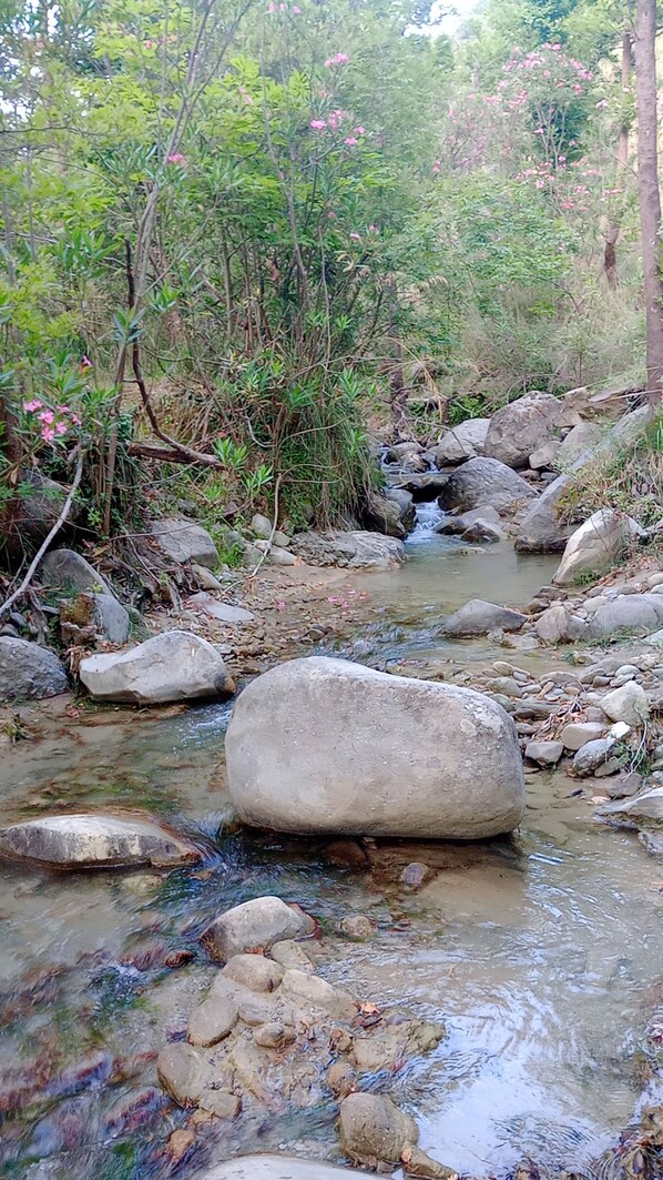 A stream with rocks and pink flowers in a forested area.
