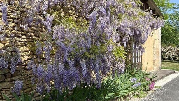 Muro de piedra cubierto de enredaderas con flores moradas.