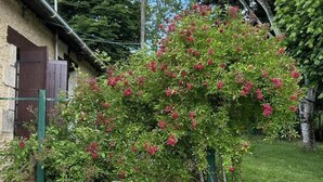Un jardín con un arbusto de flores rojas, una silla de mimbre, una parrilla y una edificación rústica.