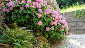 Een keienpad langs een stenen muur met roze hortensiakweesten.