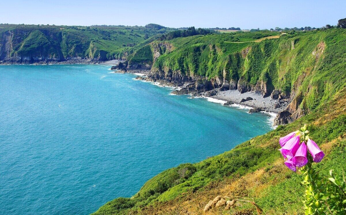 Un paysage côtier avec des falaises, une plage et une fleur.