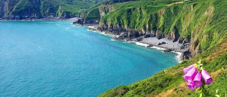 Un paysage côtier avec des falaises, une plage et une fleur.