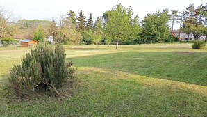 Un espace extérieur recouvert d’herbe, avec un petit arbuste et un arbre.