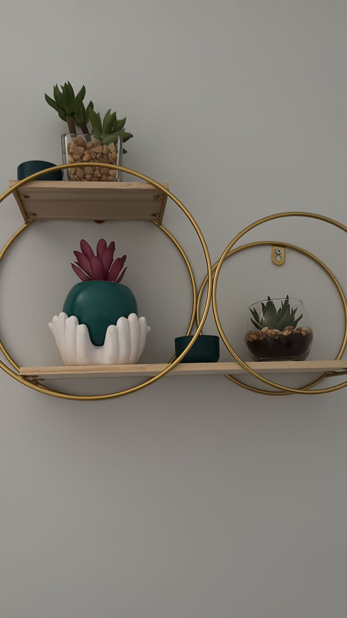 A wall-mounted shelf with three circular compartments, each holding a potted plant.