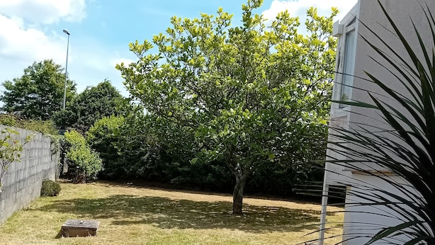 A backyard with a lawn, a tree, and a white building. - Vacation studio in private house. (Concarneau)