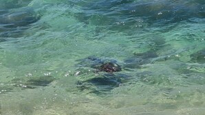 Une étendue d’eau où la visibilité est bonne.