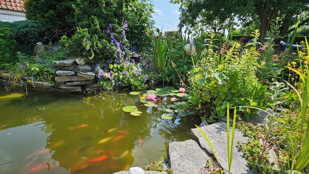 A pond with koi fish, surrounded by lush greenery and a stone wall. - Find tranquility and peace in this charming cottage in Lapscheure - Damme. (Damme)