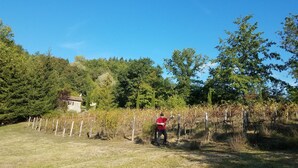 Un vignoble avec des rangées de vignes et un petit bâtiment en arrière-plan.