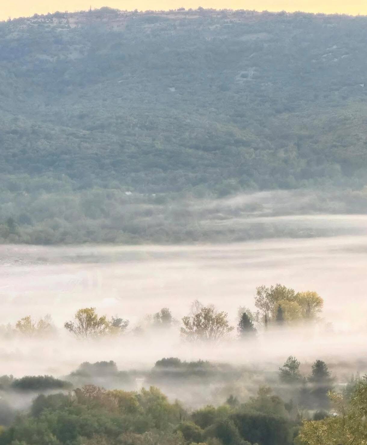 Un paysage composé d’une colline couverte d’arbres et d’une couche de brouillard ou de brume à sa base.