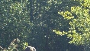 A deer grazing in a grassy field with trees in the background. - Campground. Off grid camping. (Geneva)