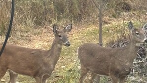 Two deer in a natural setting with trees and grass. - Campground. Off grid camping. (Geneva)